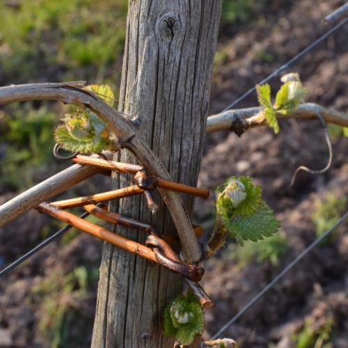 乌尔齐希 Weingut Erbes-Henn酒店 外观 照片